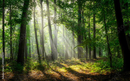 Fototapeta Naklejka Na Ścianę i Meble -  Beautiful sunny morning in green forest
