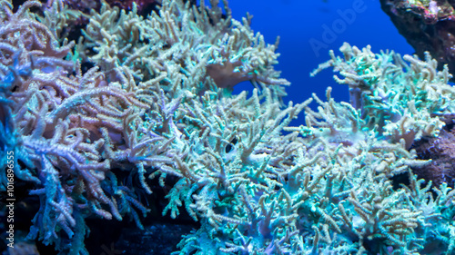 colorful coral reef with visible details. background photo