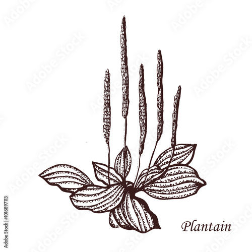 Illustration of Plantain.eps
