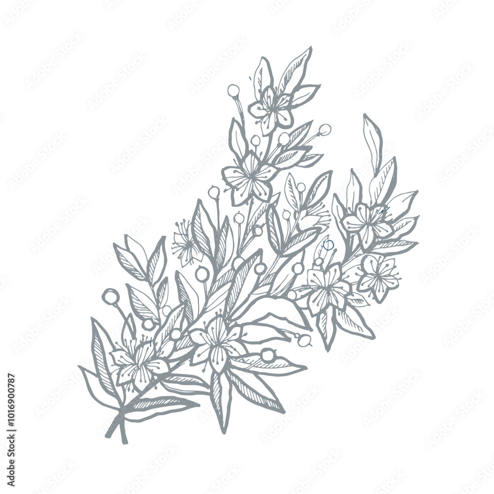 Myrtle botanical illustration. Myrtle botanical illustration.