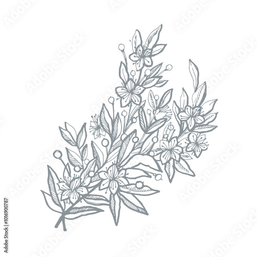 Myrtle botanical illustration. 