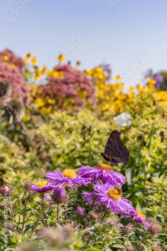 Tableau sur toile Close up of  butterfly on autumn flowering plants in an herbaceous border in Sep