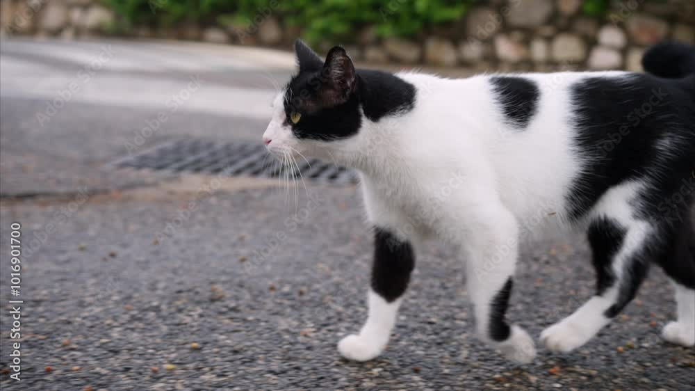 White cat with black spots walking on the street White cat with black spots walking on the street