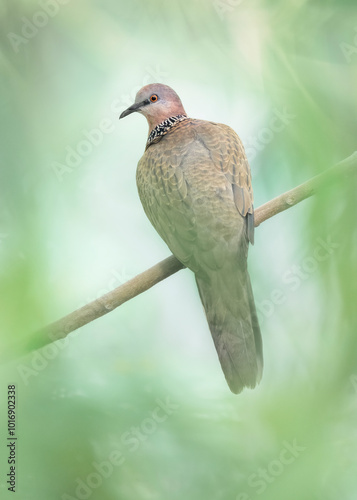 Wild spotted dove (Spilopelia chinensis) perched on a branch against a green background, Australia photo