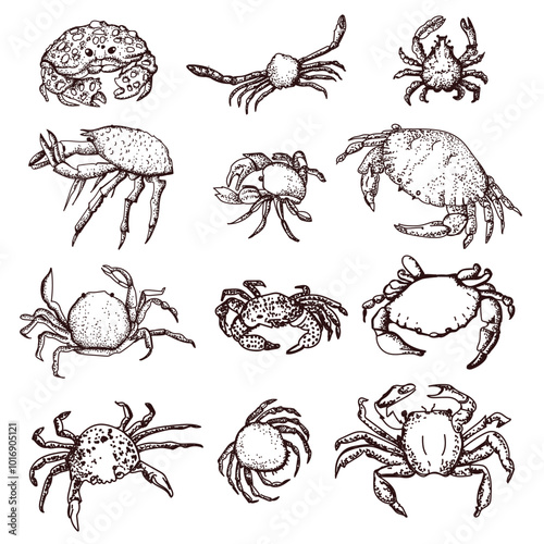 Graphic set Different types of crabs