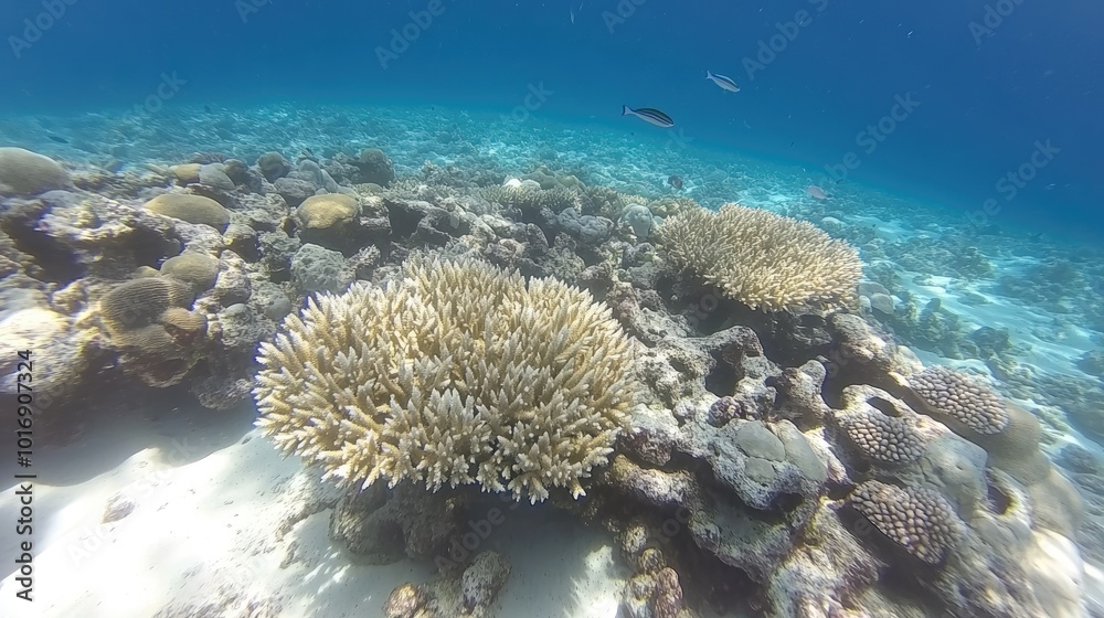 Naklejka premium Coral Reef Underwater Scene with Tropical Fish