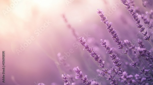 Subtle lavender tone with a gentle gradient, leaving ample copy space.