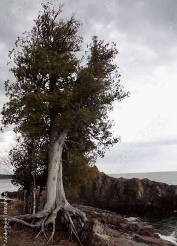 Cedar Tree on Lakeshore