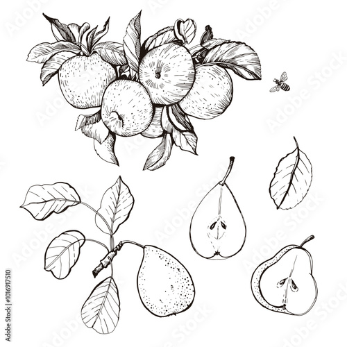 hand drawn illustration of Pear
