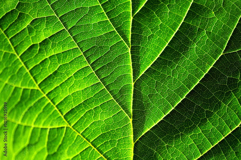 Obraz premium Bright green organic background back lit by contrasting sun. Translucent leaf of common hazel (Corylus avellana) with map like vein structures. Colorful pattern with selective focus, light and shadow.