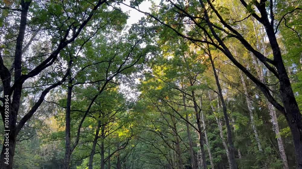 Park, forest, tall trees. Walking inside a forest of tall trees at autumn sun. View of walking inside a forest path Park, forest, tall trees. Walking inside a forest of tall trees at autumn sun. View of walking inside a forest path