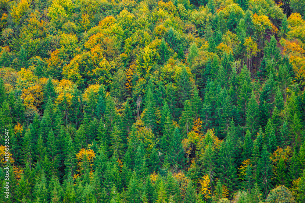 Close-up of a mixed green and yellow forest, autumn Close-up of a mixed green and yellow forest, autumn