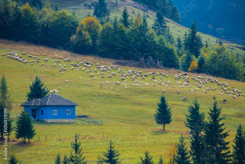 Landscape with a flock of sheep near an old peasant house isolated on the mountain photo