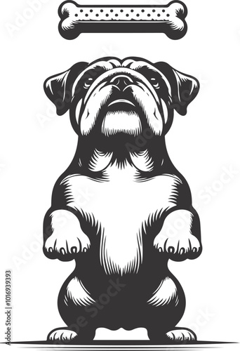 bulldog with Balancing a treat on the nose silhouette vector design.