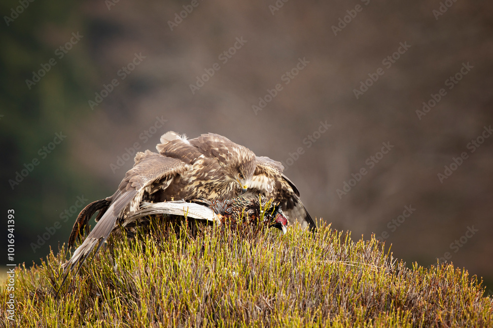 Common buzzard (Buteo buteo) with prey in afternoon day on meadow with blueberry bush. Action scene from nature. Bird of prey on meadow in autumn. Czech republic