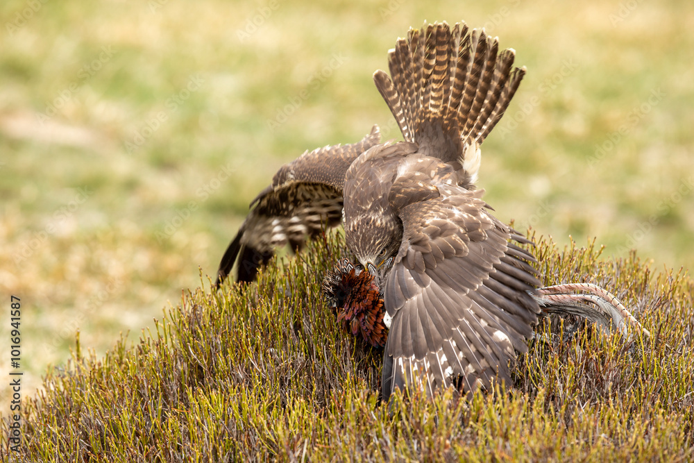 Common buzzard (Buteo buteo) with prey in afternoon day on meadow with blueberry bush. Action scene from nature. Bird of prey on meadow in autumn. Czech republic