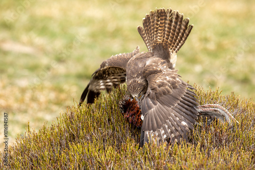 Obraz na płótnie Common buzzard (Buteo buteo) with prey in afternoon day on meadow with blueberry bush. Action scene from nature. Bird of prey on meadow in autumn. Czech republic w salonie