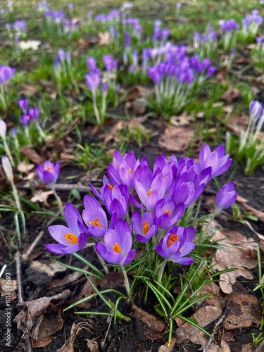 Purple Crocus Flowers