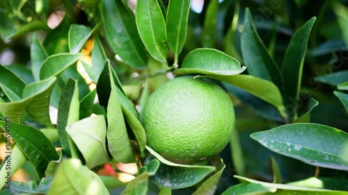 Close up of a green, wet lemon growing on a tree