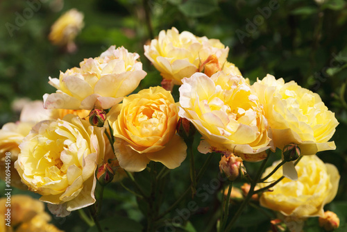 Fototapeta Naklejka Na Ścianę i Meble -  A bush of yellow fresh roses on a sunny day, petals with red spots from cold dew in autumn. Rose Graham Thomas. Growing and selling flowers