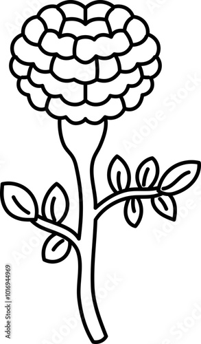 marigold flower