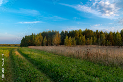 landscape with forest