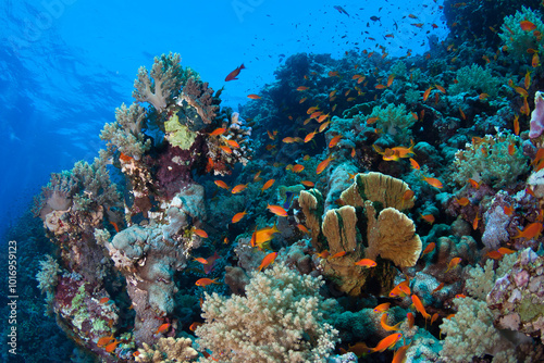 Photo of a coral colony
 photo