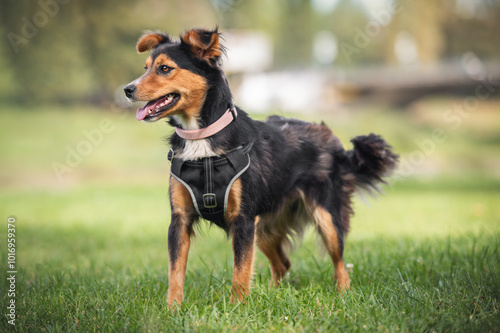 Portrait of a beautiful shaggy dog from a dog shelter taken during his regular free walk.