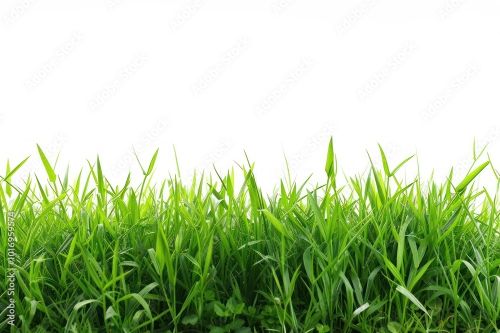 Fototapeta premium Grass backgrounds landscape outdoors.