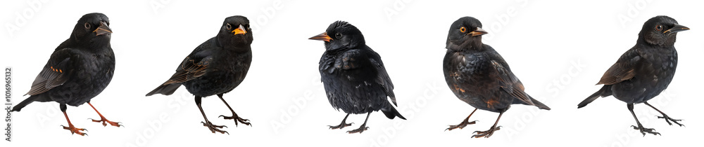 Fototapeta premium Close-up of common blackbird bird in studio light, isolated on transparent background, generative AI