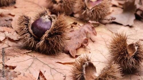 Wallpaper Mural Ricci di castagne su sfondo di foglie secche, autunno  Torontodigital.ca