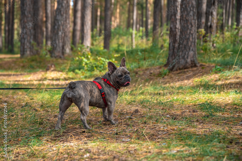 Cute French Bulldog in harness on leash in the forest Cute French Bulldog in harness on leash in the forest