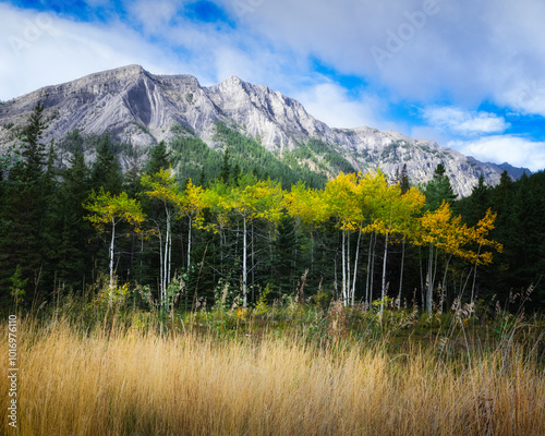 Rocky mountains with line of yellow birch trees