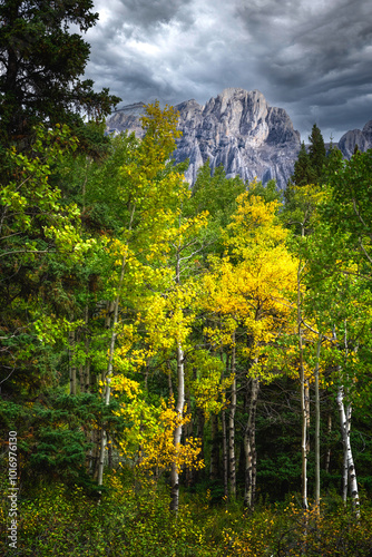 Rocky Mountains autumn with birch trees
