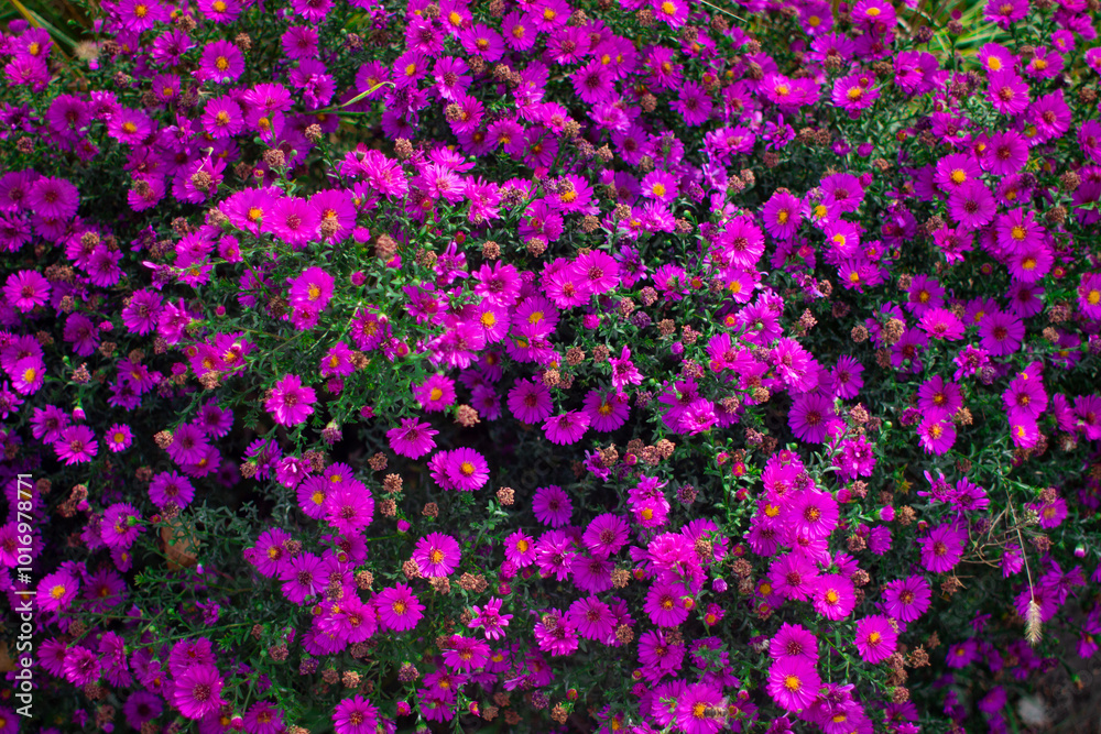 Autumn flower background with aster dark violet color on a natural flower bed garden. Beautiful natural flower background with fresh plants. Autumn flower background with aster dark violet color on a natural flower bed garden. Beautiful natural flower background with fresh plants.