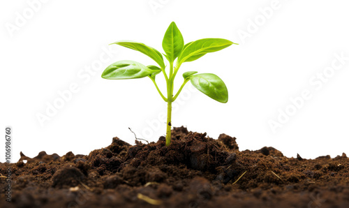 A small green plant is growing in the dirt