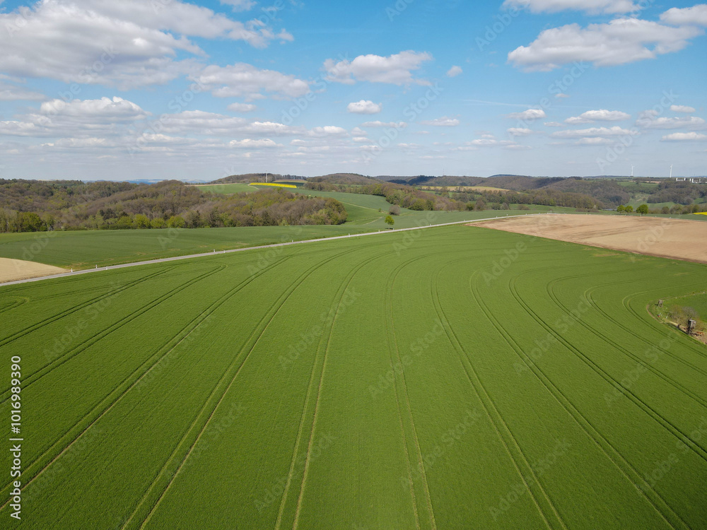 Green barley fields with blue sky in springtime Green barley fields with blue sky in springtime