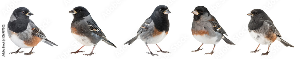 Fototapeta premium Close-up of dark-eyed junco bird isolated on transparent background, generative AI