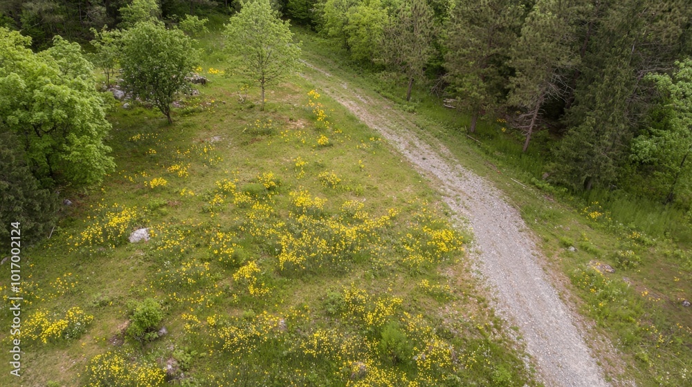 Fototapeta premium Vibrant wildflowers bloom beside a winding dirt path in a serene landscape during spring