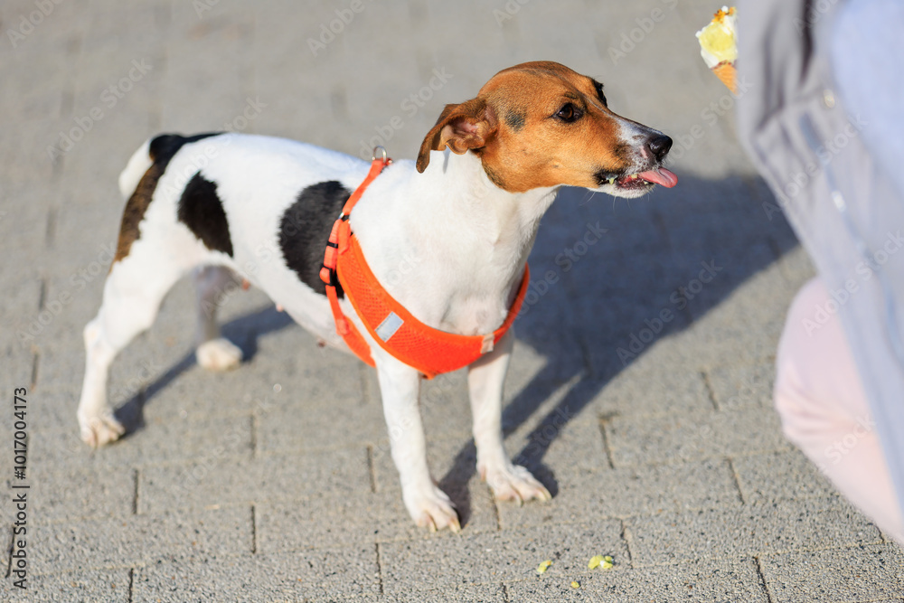A Jack Russell Terrier dog licks his lips after eating treats. Animal portrait with selective focus and copy space A Jack Russell Terrier dog licks his lips after eating treats. Animal portrait with selective focus and copy space