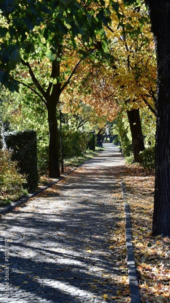 Naklejka premium A peaceful autumn stroll along a tree-lined pathway with golden leaves in a tranquil park