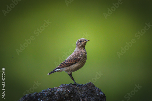 robin pearched up photo