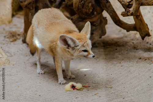 Ein Fennek im Tiergarten Straubing photo