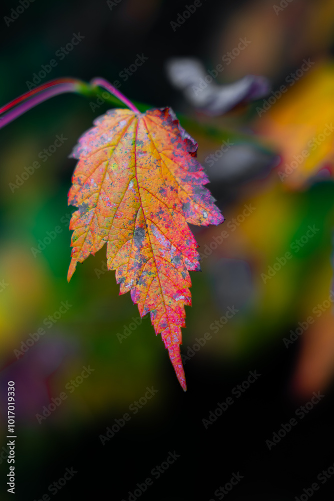 Fall Leaves in New England Autumn, Vermont, New Hampshire, Massachusetts, Maine. Fall Leaves in New England Autumn, Vermont, New Hampshire, Massachusetts, Maine.