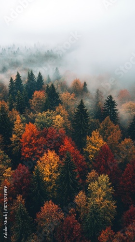 Moody aerial view of an autumn forest with vibrant foliage and foggy atmosphere