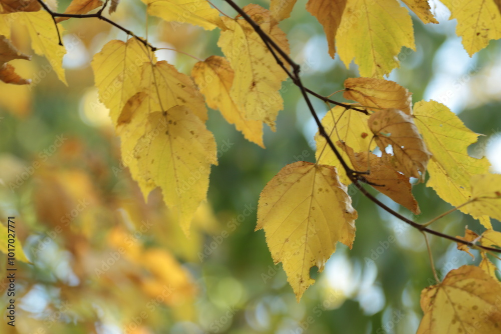 Fototapeta premium yeliw leves