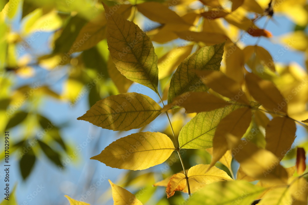 yellow leaves yellow leaves