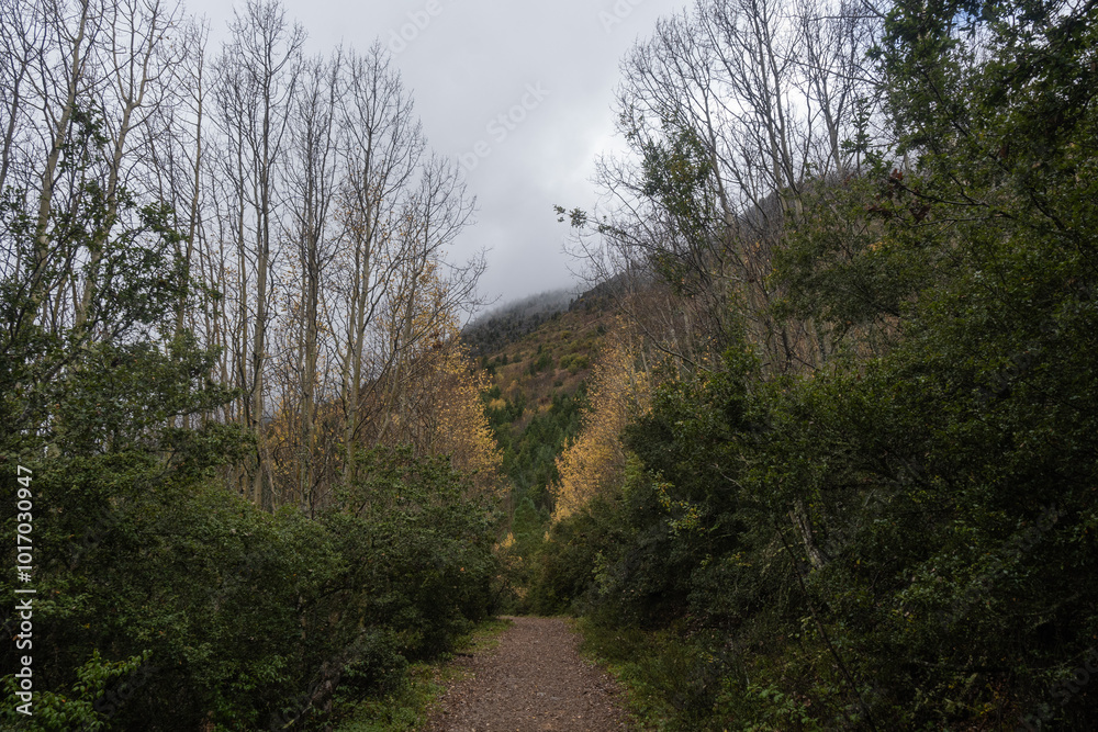 Obraz premium Autumn Forest in the Sierra de Arteaga, Cerro de La Marta.