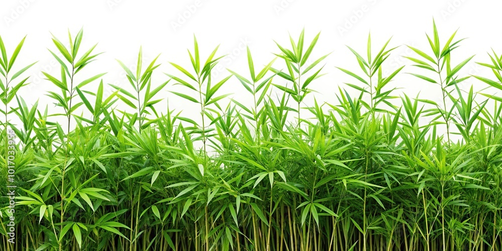 Fototapeta premium Bamboo leaves grass isolated on white background with clipping path Panoramic