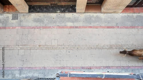 Overhead view of bulls running down street